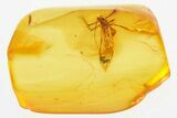 Detailed Fossil Winged Aphid (Drepanosiphidae) In Baltic Amber #300724-1